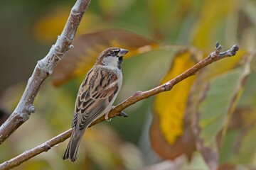 Italian Sparrow (Passer italiae), Crete 