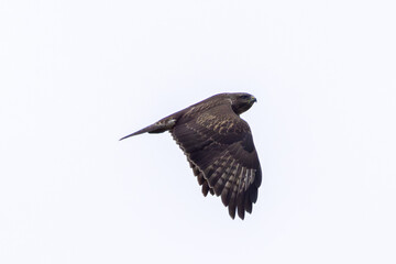 Common Buzzard (Buteo buteo), spotted over Baldoyle Racecourse, Dublin; common in Europe