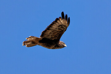 Common Buzzard (Buteo buteo), spotted over Baldoyle Racecourse, Dublin; common in Europe