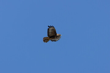 Common Buzzard (Buteo buteo), spotted over Baldoyle Racecourse, Dublin; common in Europe