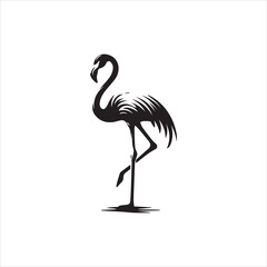 flamingo isolated on white