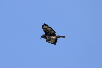 Obraz premium Common Buzzard (Buteo buteo), spotted over Baldoyle Racecourse, Dublin; common in Europe