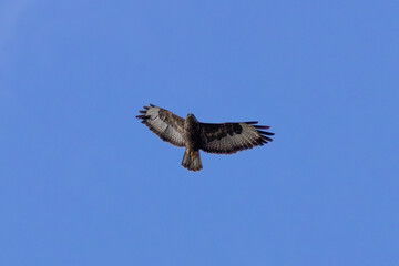 Fototapeta premium Common Buzzard (Buteo buteo), spotted over Baldoyle Racecourse, Dublin; common in Europe