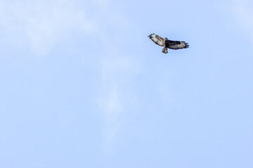 Common Buzzard (Buteo buteo), spotted over Baldoyle Racecourse, Dublin; common in Europe