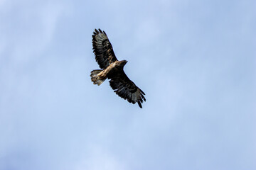 Common Buzzard (Buteo buteo), spotted over Baldoyle Racecourse, Dublin; common in Europe