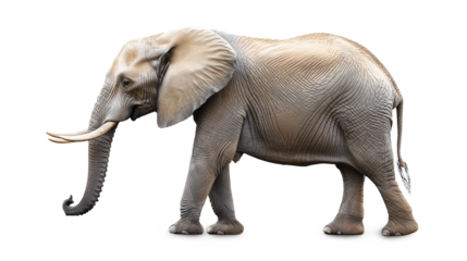 Elephant wildlife drawing animal isolated on a white background