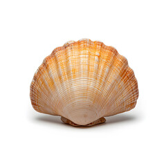 Fototapeta premium Sea shell isolated on white background