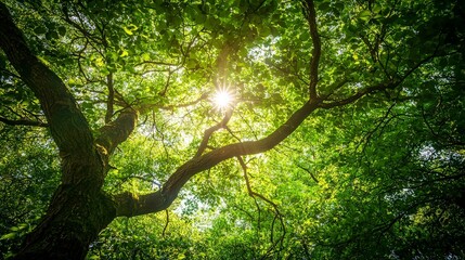 Fototapeta premium Sun shining through lush green leaves of a large tree.