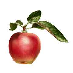 red apple on a branch with leaves
