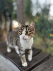 street cat walks lies down resting. High quality photo