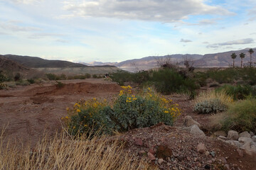 Desert landscape
