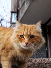 portrait of a yellow stray cat
