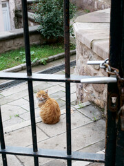 yellow stray cat behind the iron bar door