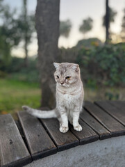 street cat walks lies down resting. High quality photo