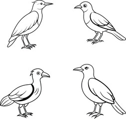Beautiful Birds Line Art Vector