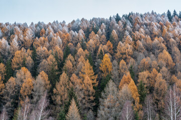 Two seasons in the siberian pine forest. Larix sibirica.