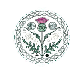 Scottish thistle vector line art in Celtic style flower 
