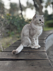 street cat walks lies down resting. High quality photo