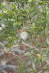 Creosote bush close-up