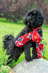 Dog in red scarf with stars