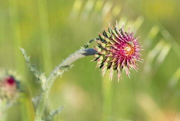 natural thorns, purple flowering thorn photos