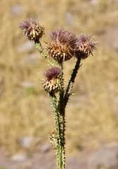 natural thorns, purple flowering thorn photos