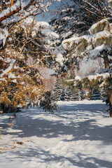 beautiful winter day in the winter park