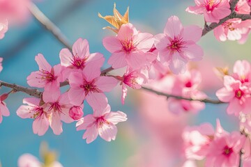 Cherry blossom branch. Spring. Background, wallpaper, banner, poster