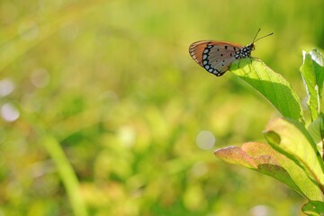 butterfly on grass