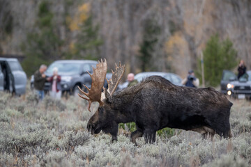 Bull moose getting close to bystanders.