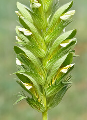 photos of wild plants and flowers. Images of thorny flowers.