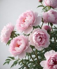 Fototapeta premium Full bloom pink peonies, pristine white backdrop, photography, object
