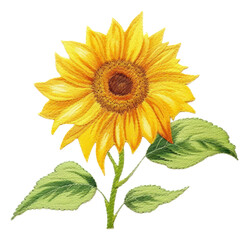 Obraz premium PNG Sunflower plant inflorescence creativity.