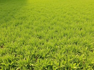 Fototapeta premium Lush, vibrant green lawn, perfect backdrop, natural, turf, vibrant