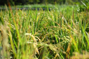 Close-Up of Vibrant Green Rice Plants in a Lush Paddy Field