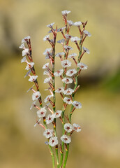 wild plants, photos of small white flowers