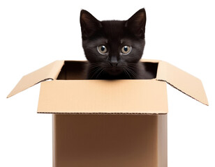 PNG Kitten box cardboard mammal.