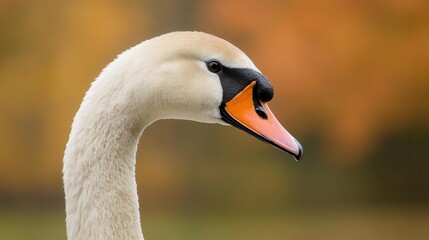 a majestic close-up portrait of a swan, capturing its elegant features and serene expression, set against a soft, blurred background for a touch of grace