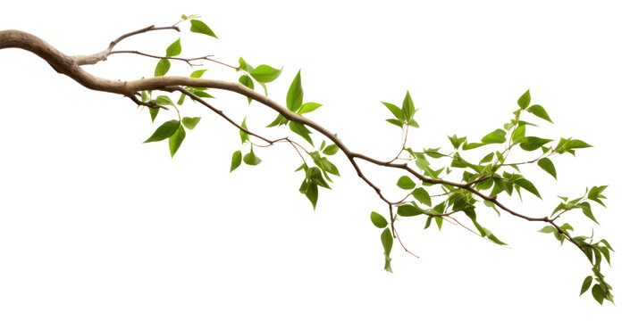 Fototapeta PNG Tree branches plant leaf