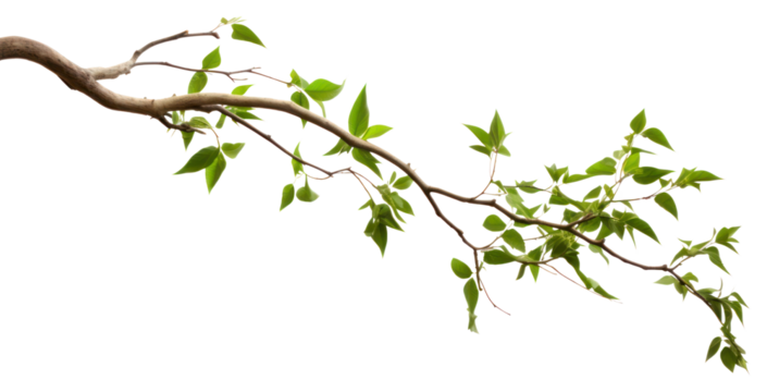 PNG Tree branches plant leaf