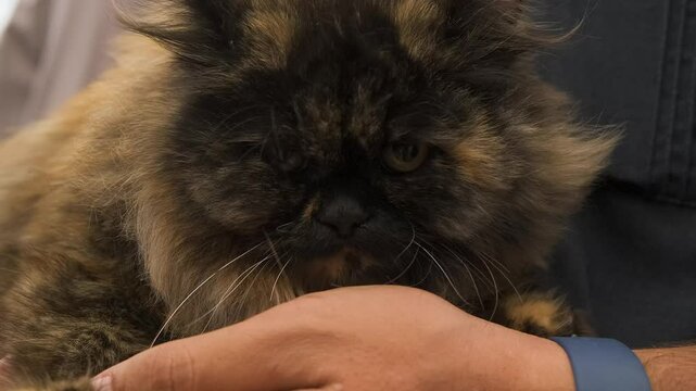 curious black pussycat looking your srrounding , adorable little persian cat looking away. looking dangrous