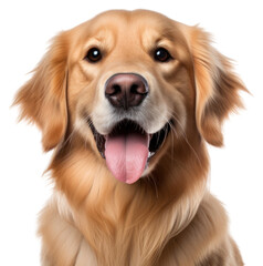 Fototapeta premium PNG Cute dog retriever mammal animal.