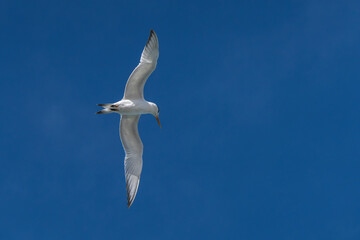 seagull in the sky