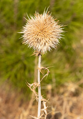 wild plants. prickly plants and flowers photos.