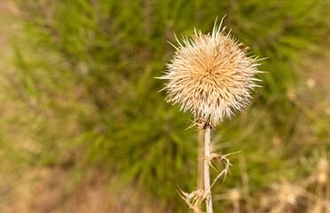 wild plants. prickly plants and flowers photos.