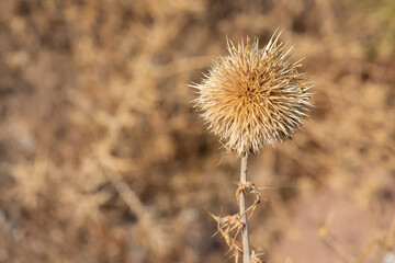 wild plants. prickly plants and flowers photos.