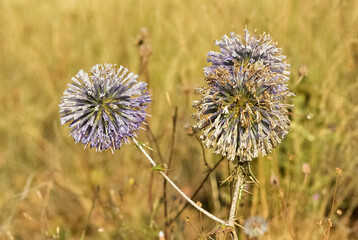 wild plants. prickly plants and flowers photos.