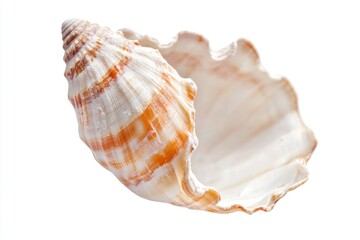 A close-up shot of a shell on a clean white background