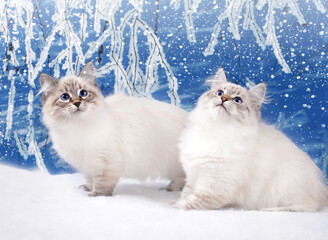 Siberian kittens on snowy background in winter holidays