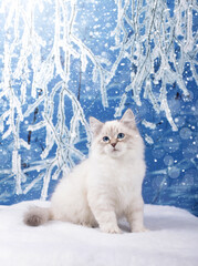 Siberian kitten on snowy background in winter holidays